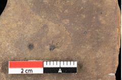 Foto (Detailansicht) von Asterocalyx styriacus Ettingshausen (NHMW-GEO-2024-0188-0421)